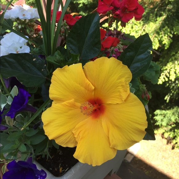 Meet your Posher, Maureen - Picture 6 of 9